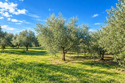 Prodaja građevinsko zemljište Sveti Lovreč
